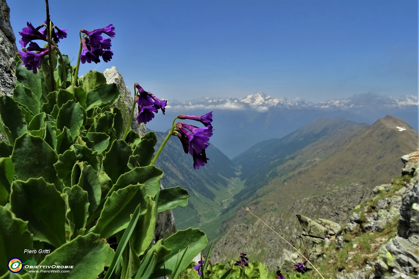 55 Primula latifolia con panorama su Val Cervia e Monte Disgrazia.JPG